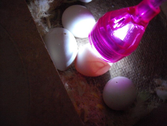  Cómo hacer trasluz- fértil huevo 